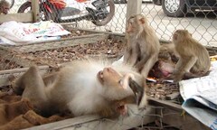 Bình Dương: Giải cứu 6 cá thể khỉ quý hiếm về thiên nhiên