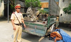 Ngụy trang 25 hộp gỗ Cẩm Lai dưới...cây cảnh