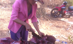 Tiếng kêu cứu của động vật hoang dã ở Tây Nguyên