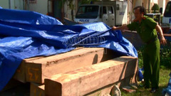 Ngụy trang 5,5m3 gỗ lậu dưới...lớp cát xây dựng