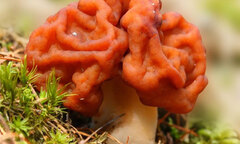 Những loài nấm kỳ lạ nhất thế giới