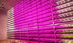 Tận mục công nghệ trồng rau siêu nhanh, tiết kiệm