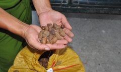 Tiếp tục xử phạt các đối tượng mua bán hạt ươi trái phép