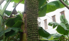 Lại xuất hiện cây chuối hàng trăm nải