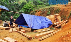 Lâm tặc ồ ạt tàn sát gỗ Pơmu