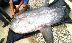 Trao tặng cá mặt trăng 120kg cho Bảo tàng Thiên nhiên Việt Nam