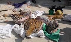 Phát hiện xác hổ nặng 303kg “ngụy trang” dưới lớp mùn cưa