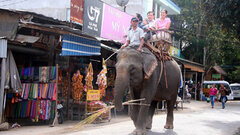 Ngã từ đỉnh đồi xuống, một voi nhà 36 tuổi tử nạn