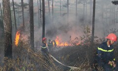 Cháy Viện nghiên cứu khoa học Tây Nguyên, hàng chục hecta rừng bị thiêu rụi 