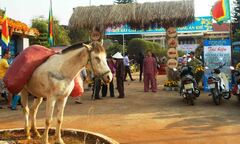 Tái hiện lễ hội hát cầu huê đã thất truyền hơn nửa thế kỷ