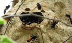 Đi vệ sinh ven đường, 22 người bị ong vò vẽ đốt