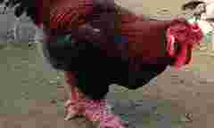 5 loại đặc sản giá sốc hút khách dịp Tết Nguyên đán