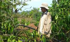 Đắk Lắk: Khô hạn kéo dài, hàng nghìn diện tích cây trồng  "khát nước "