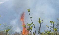 Cháy lớn, 10ha rừng phòng hộ hóa tro