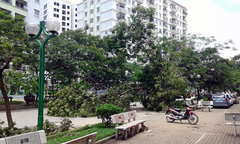 Giông lốc ở Hà Nội, 5 người thương vong và hàng nghìn cây xanh bị quật đổ