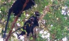 Hà Tĩnh: Thả 5 cá thể voọc quý hiếm về tự nhiên