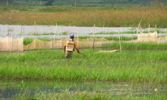 Nhức nhối nạn đánh cá bằng xung điện trên Biển Hồ 