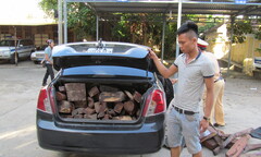 Bắt xe vận chuyển gỗ trắc trái phép