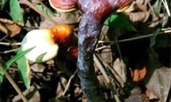 Nấm lim xanh – Vị thuốc quý từ thiên nhiên 