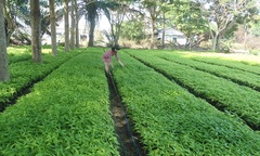 Phát hiện hợp chất mới từ cây hoàn ngọc: Palatilignan Bngatn 