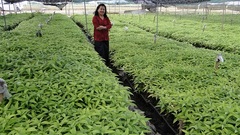 Trà Hoàn Ngọc qua đánh giá của các nhà khoa học quốc tế