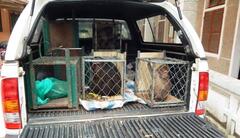 VQG Phong Nha – Kẻ Bàng tiếp nhận 6 cá thể động vật quý hiếm