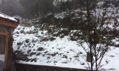 Mưa tuyết gây thiệt hại lớn đến hoa màu, rau quả tại Sa Pa