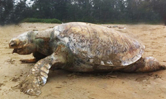 Phát hiện xác đồi mồi nặng hơn 100kg ở bờ biển