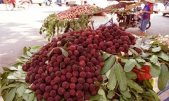 Quả thanh mai: Những sự thật không thể không biết