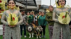 Indonesia: Bị chỉ trích vì tổ chức đám cưới xa hoa cho chó cưng