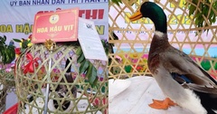 Cuộc thi  "hoa hậu vịt " ở Lạng Sơn gây sốt mạng xã hội: Ngã ngửa về tiêu chuẩn  "thí sinh "