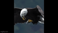 Video: Đại bàng nuốt gọn con cá khi đang bay lượn gây xôn xao mạng xã hội