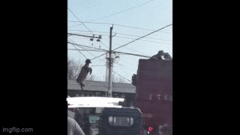 Con cừu bị treo lơ lửng giữa không trung, nguyên nhân khiến nhiều người bất ngờ