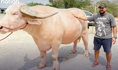 Trâu bạch tạng cao tới 1,8m được rao bán với giá hơn nửa triệu USD tại Thái Lan
