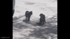 Video: Cư dân mạng thích thú trước cảnh quạ  "xúi giục " mèo đánh nhau