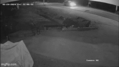 Báo hoa mai bị ô tô tông trúng khi đột ngột lao qua đường