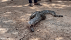 Cả gia đình kinh hãi trước cảnh tượng trăn khổng lồ nôn ra thú cưng 