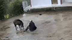 Cụ ông bị lợn rừng lao tới hất ngã sõng soài