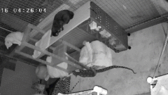 Video: Căn phòng bừa bộn bất thường, cô gái hoảng hồn vì cảnh tượng camera ghi lại