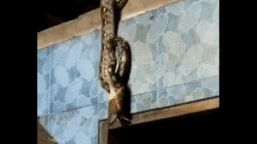Vừa đi làm về, người đàn ông bắt gặp cảnh tượng kinh hoàng khó quên