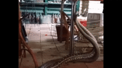 Vừa bước vào bếp, rợn người trước cảnh tượng 2 bé na  "khổng lồ " đang  "âu yếm "