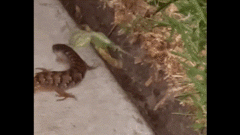 Video: Gay cấn màn bọ ngựa đá thằn lằn, kẻ chiến thắng đố ai đoán được?