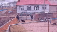 Clip: Bị chó đuổi khi đến nhà họ hàng chơi, 2 thanh niên vội leo tường bỏ chạy