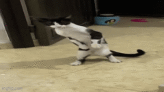 Đam mê hóng hớt, mèo con đứng thẳng bằng 2 chân, ngó nghiêng y như người