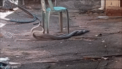 Video: Kinh hãi 2 con rắn mamba đen khổng lồ đánh nhau