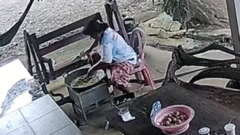 Clip:  "Đụng độ " rắn hổ mang chúa khổng lồ, người phụ nữ la hét bỏ chạy