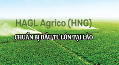 HAGL Agrico đầu tư lớn tại Lào, dự kiến đem lại nghìn tỷ đồng tiền lãi