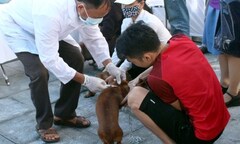  Vụ tử vong sau khi mổ chó ở Hà Nội: Thêm nhiều người phải theo dõi sức khỏe