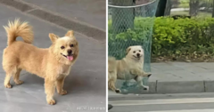 Hành động nhẫn tâm với chú chó hoang, bảo vệ trường học khốn đốn nhận  "quả đắng "