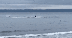 Video: Đàn cá voi sát thủ  "nhảy múa " trên mặt biển khiến nhiều du khách kinh ngạc